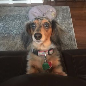 Meet your Posher, Steve